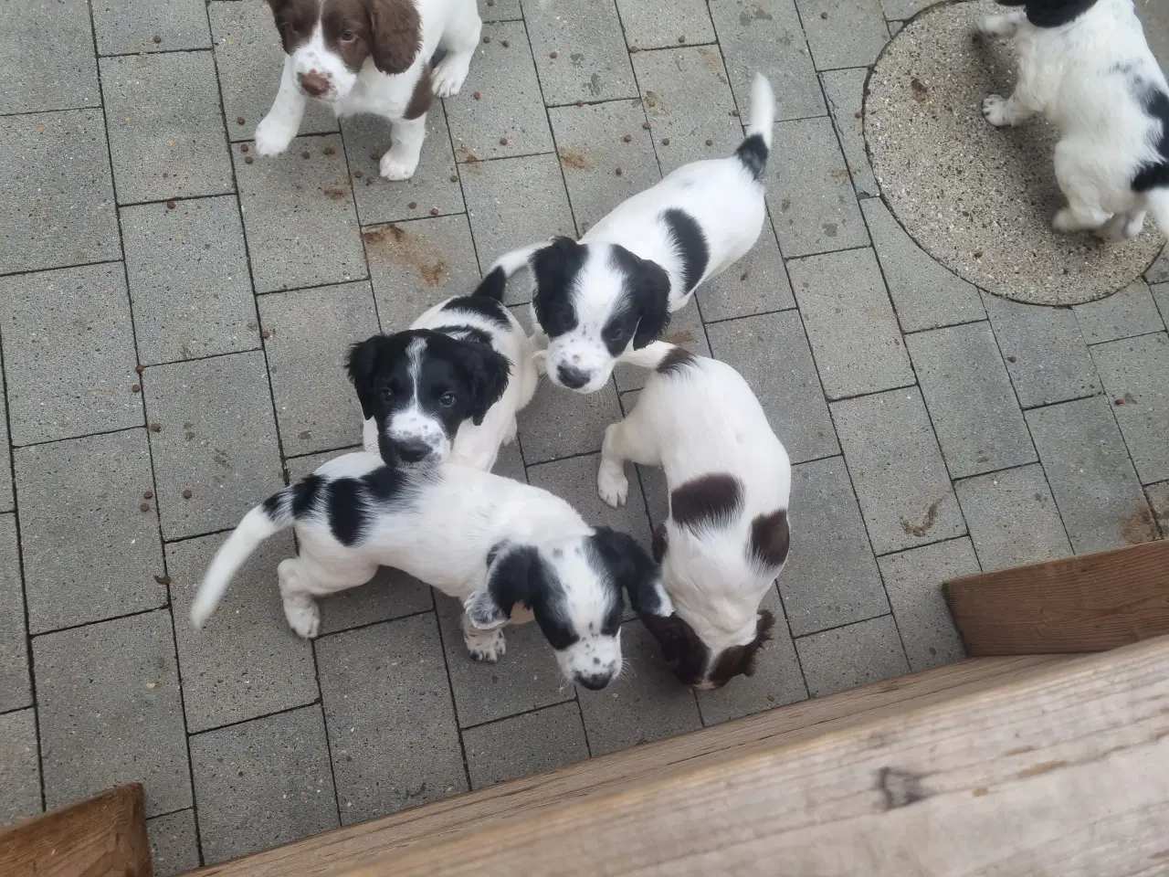 Billede 1 - Engelsk springer spaniel