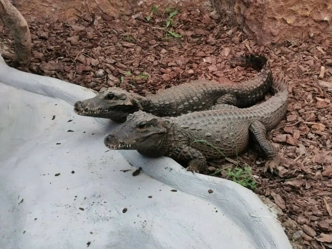 Billede 5 - Vest Afrikansk dværg krokodille 
