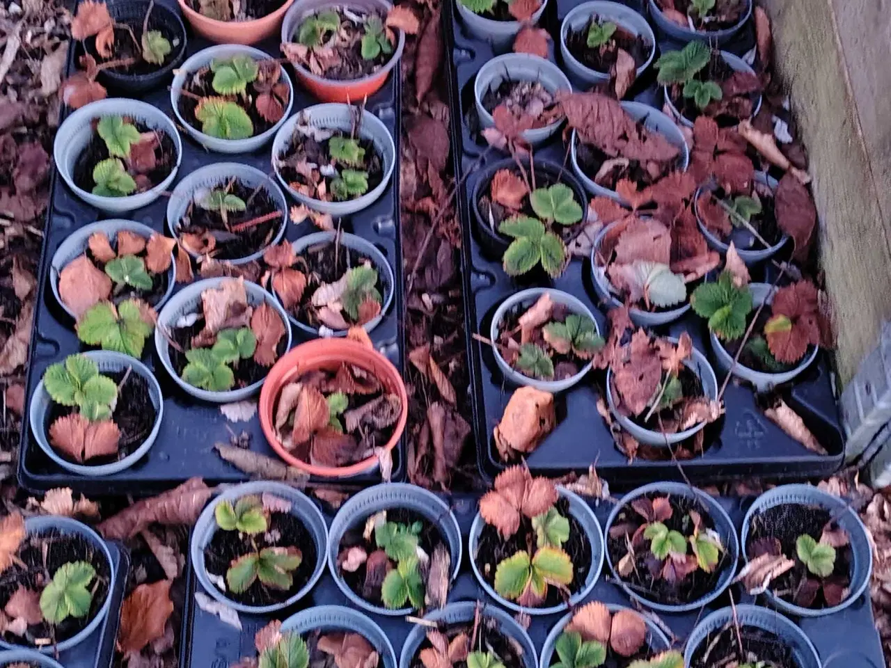 Billede 1 - Jordbær planter