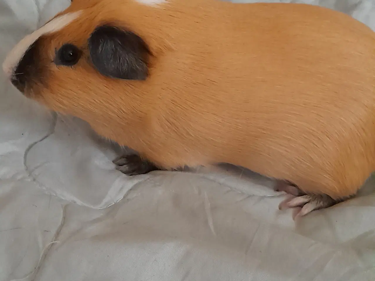 Billede 1 - Marsvin han