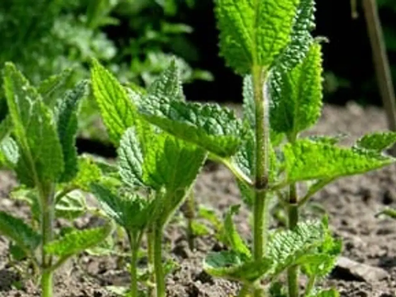 Billede 2 - Knoldgaltetand også kaldt kinaskok