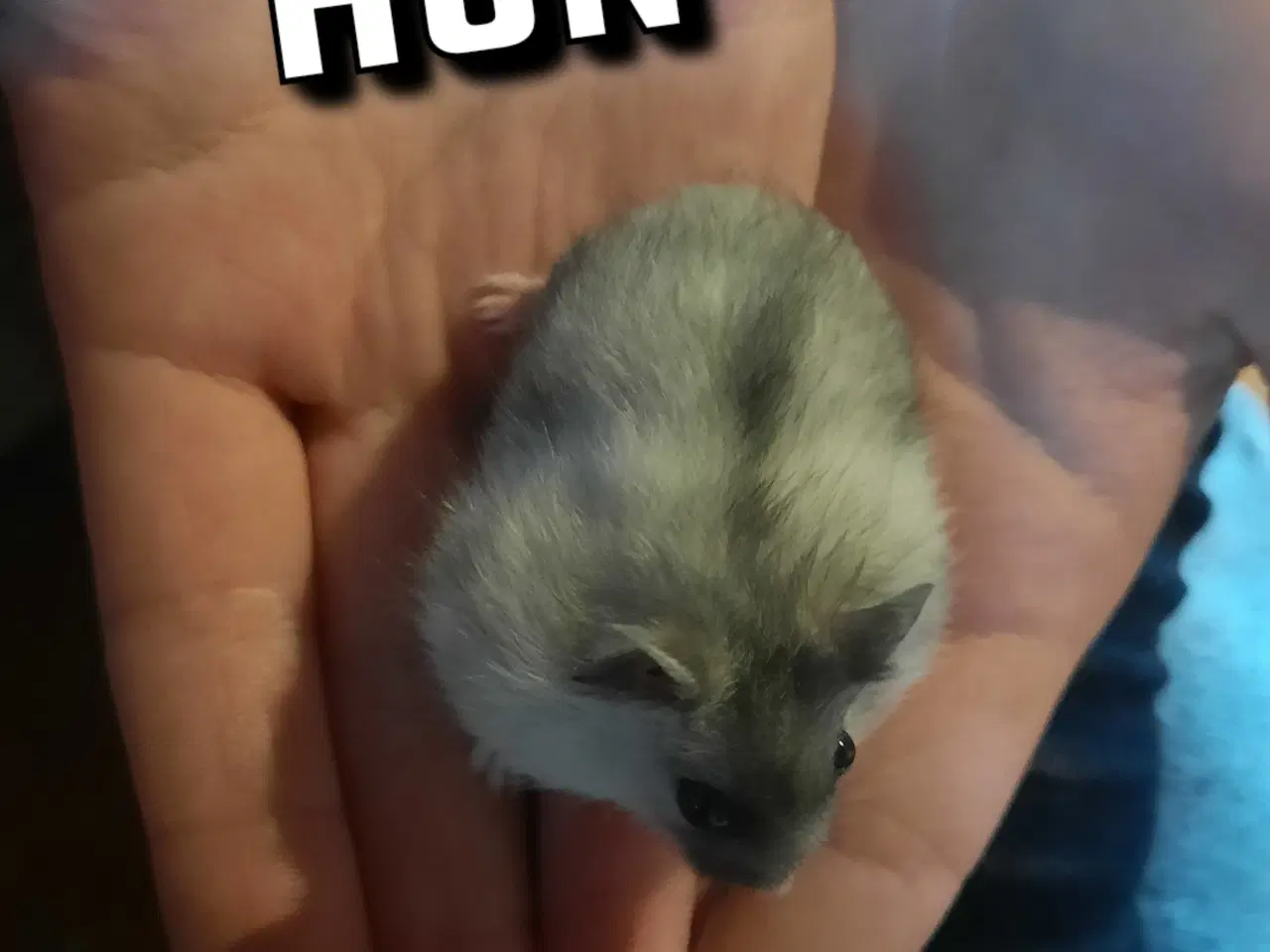 Billede 1 - Hamster