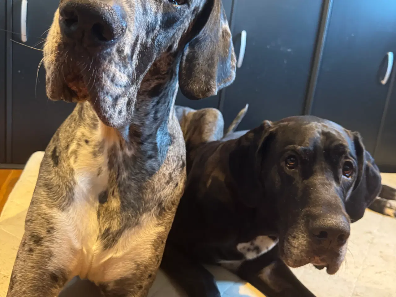 Billede 20 - Grand Danois hvalpe