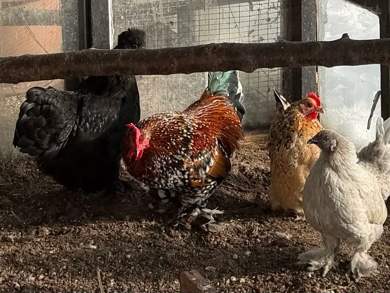 Billede 2 - Dværg høns
