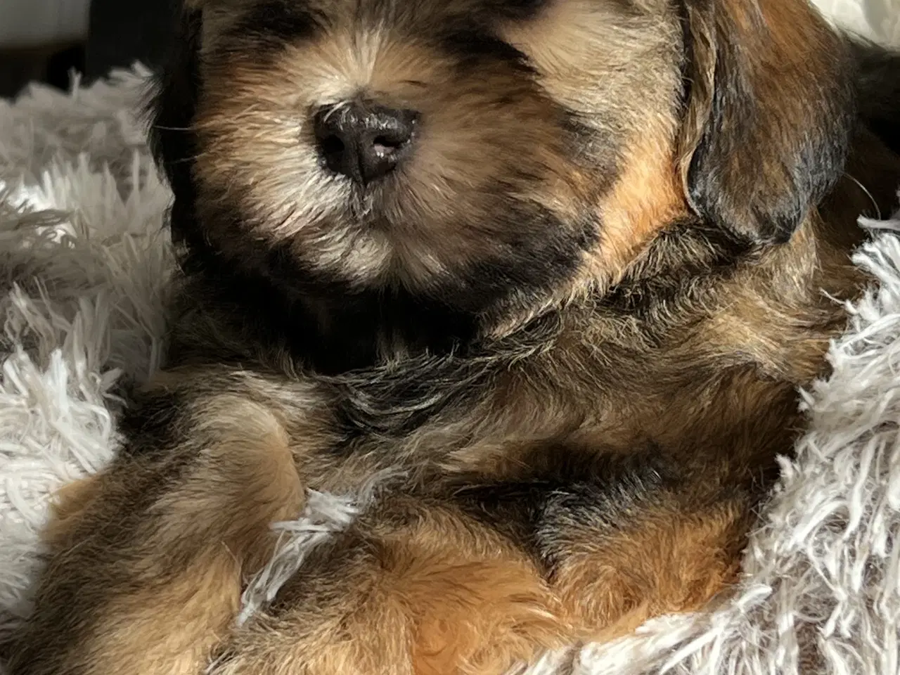 Billede 15 - Avlstjeneste - Bichon Havanais 