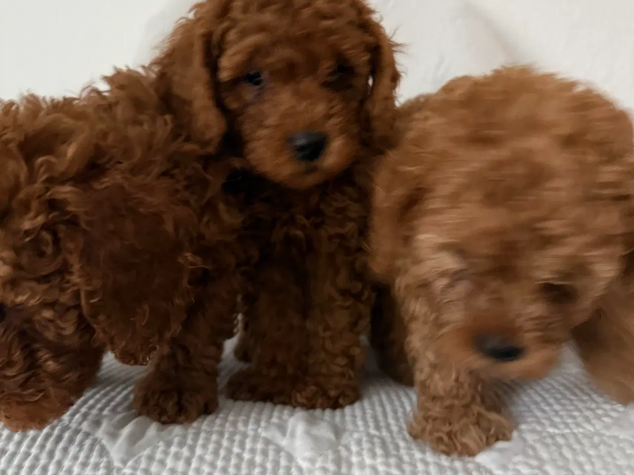 Billede 3 - Toy puddle hvalpe 