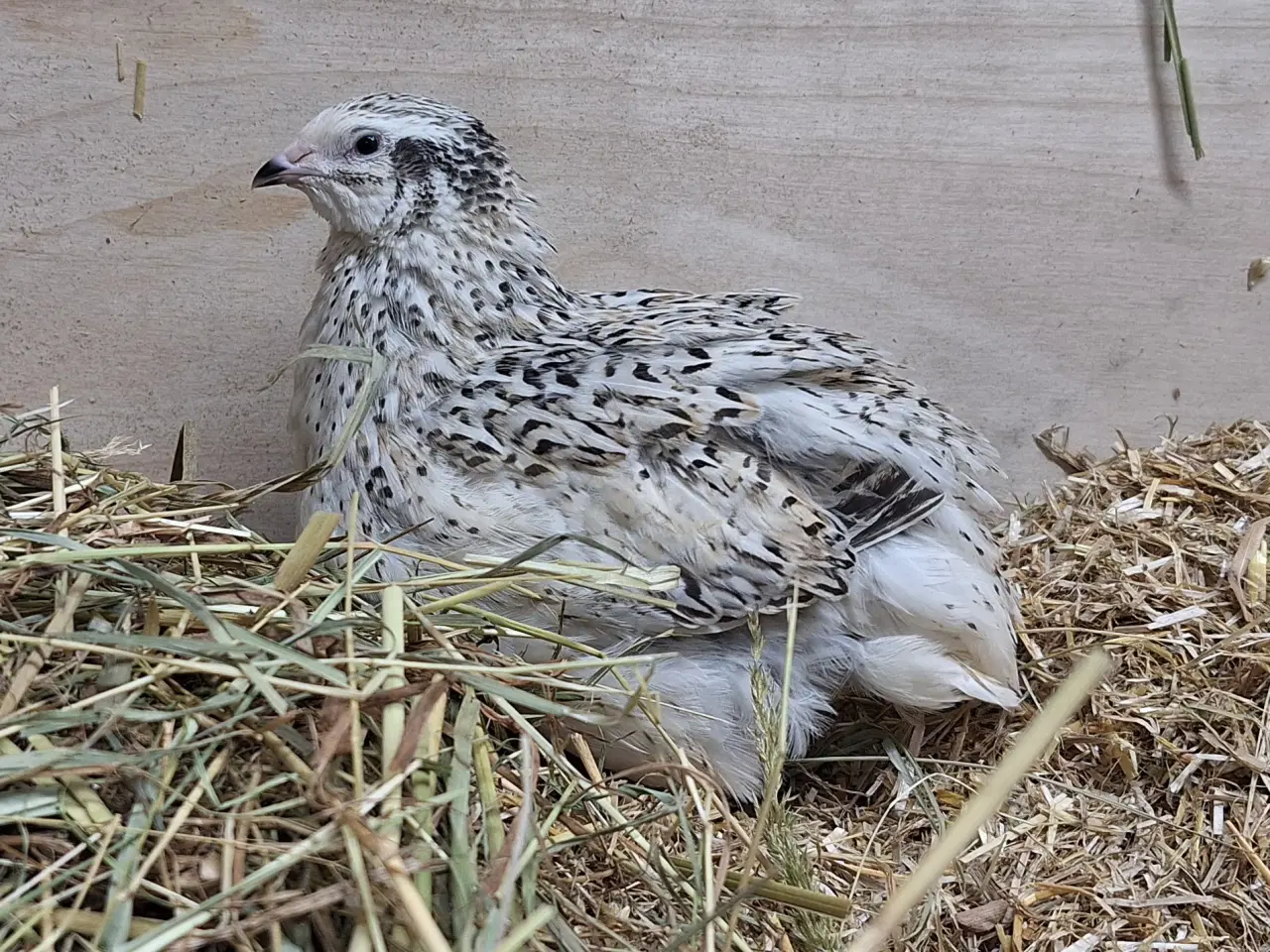 Billede 1 - Store flotte Jumbo Vagtler (sjældne farver)