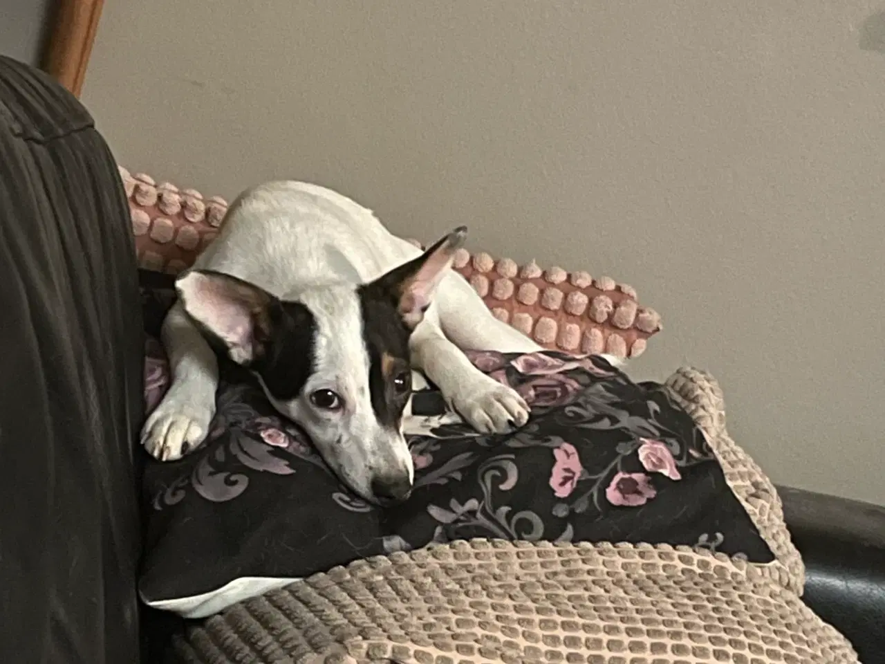 Billede 4 - Dansk svensk gårdhund 