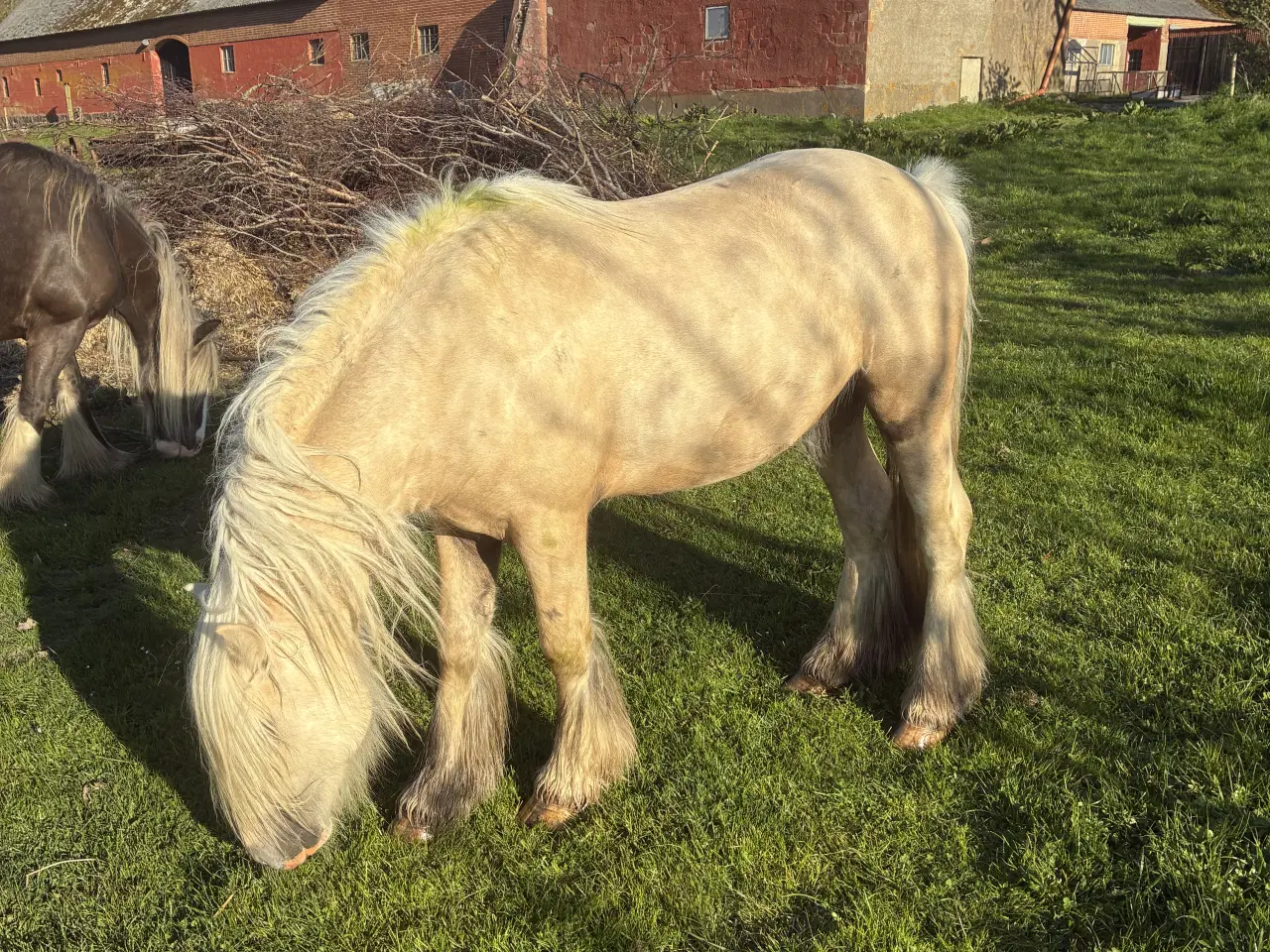 Billede 4 - Tinker Vallak