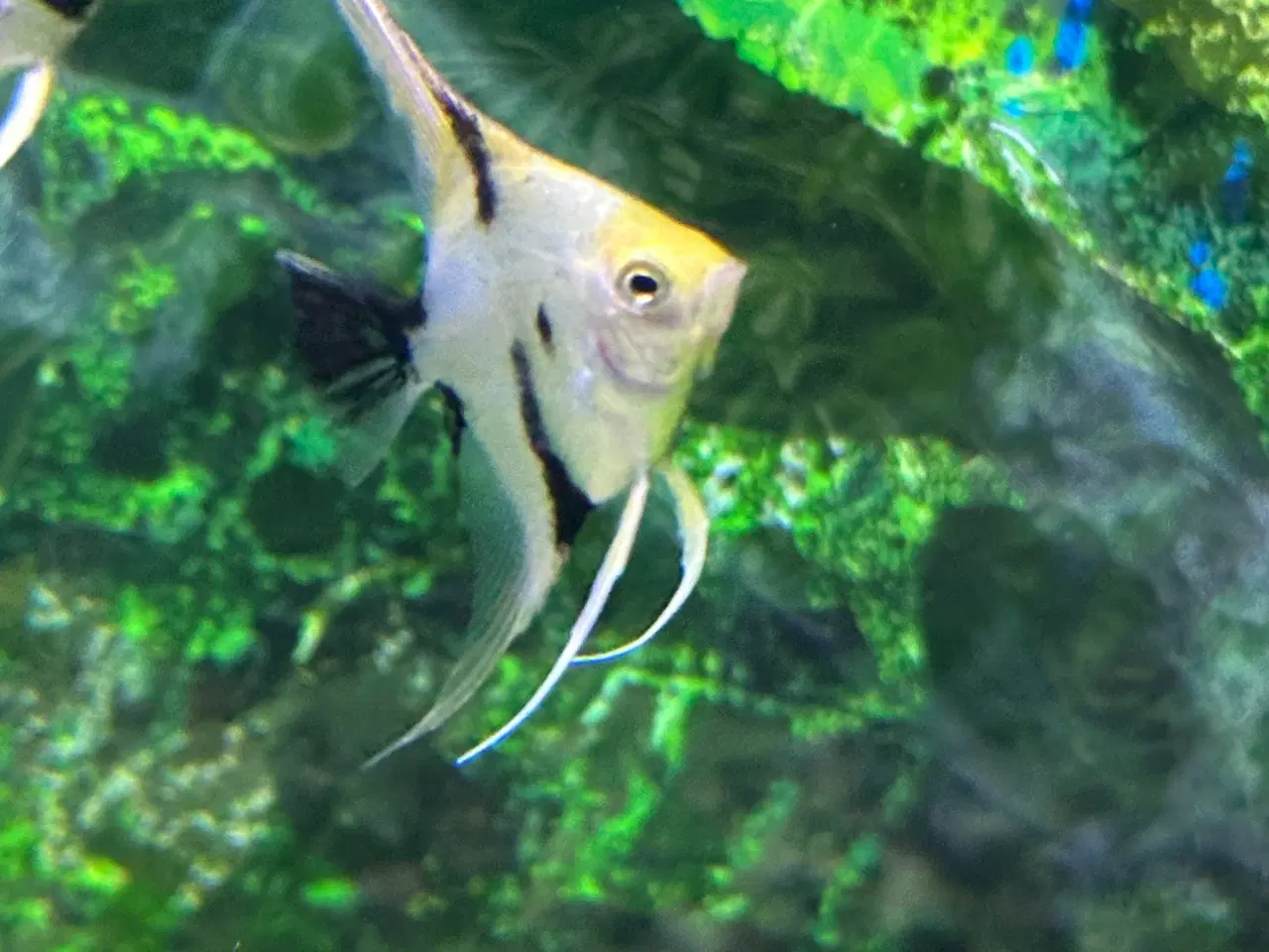Billede 2 - Koi Scalare (Pterophyllum scalare),