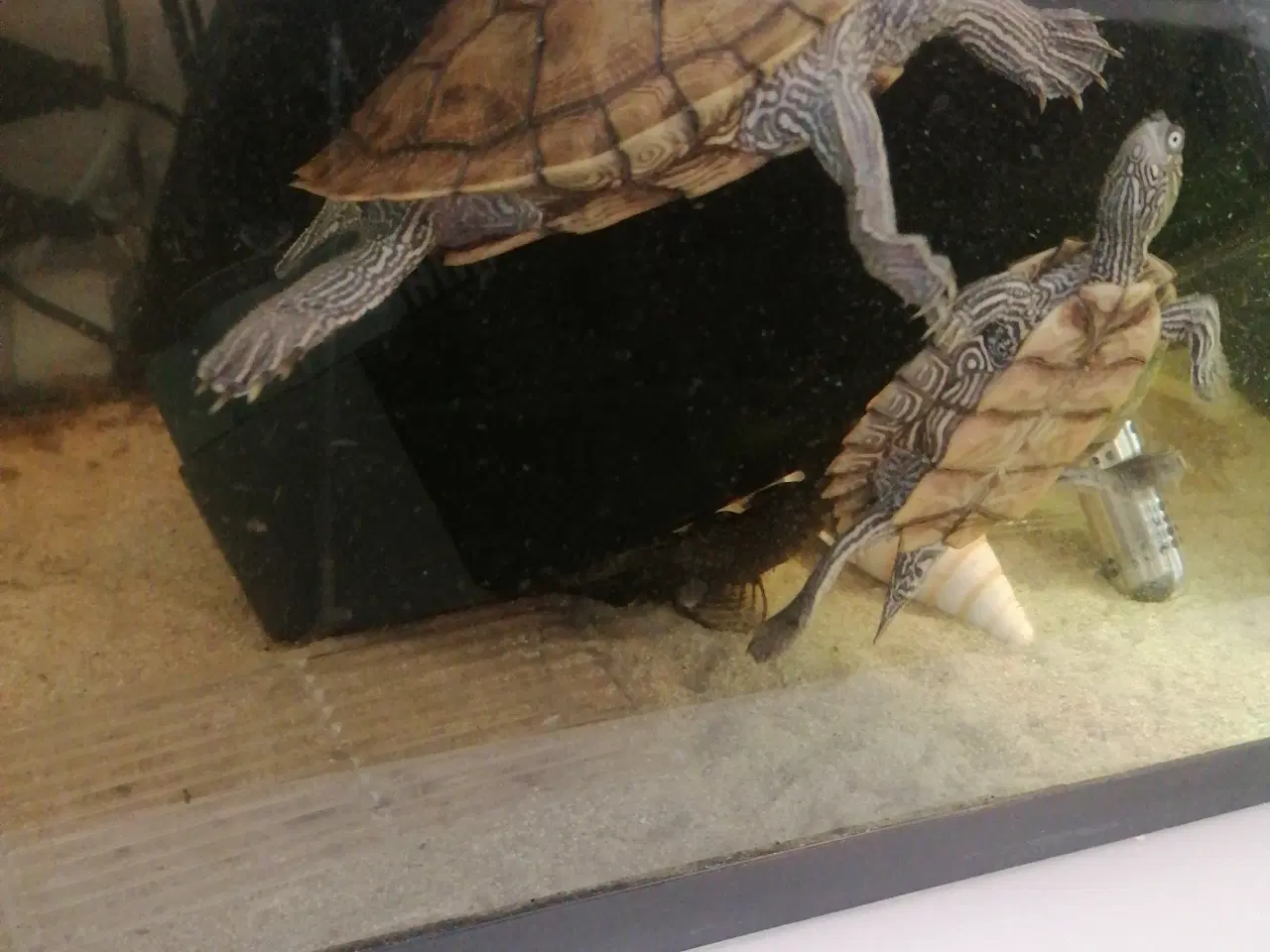 Billede 1 - Sumpskildpadde missisipi map 