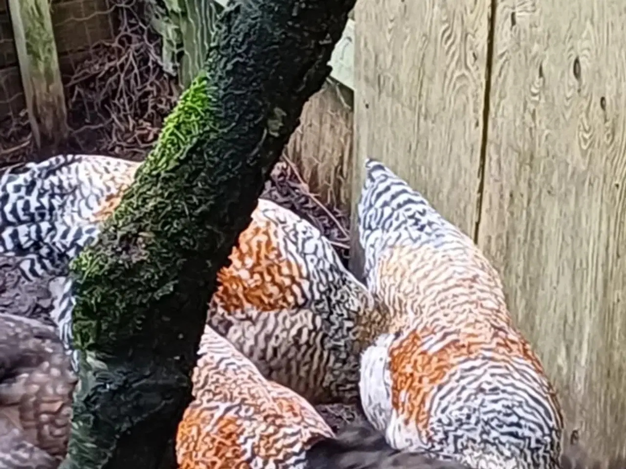 Billede 2 - Bielefelder/Legbar/Grønlægger