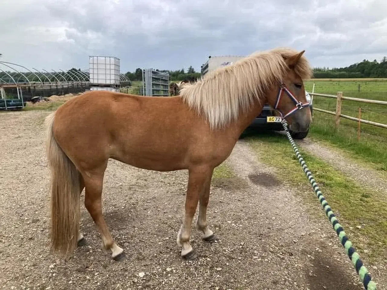 Billede 5 - Islænder hoppe 3 år