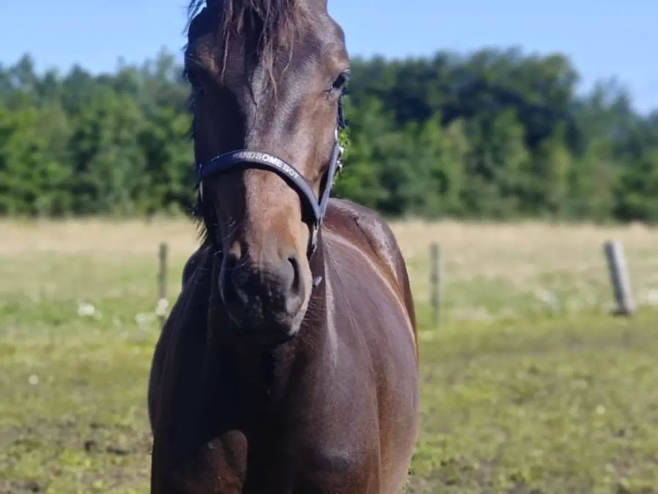 Billede 10 - Lille 4 års DV vallak 