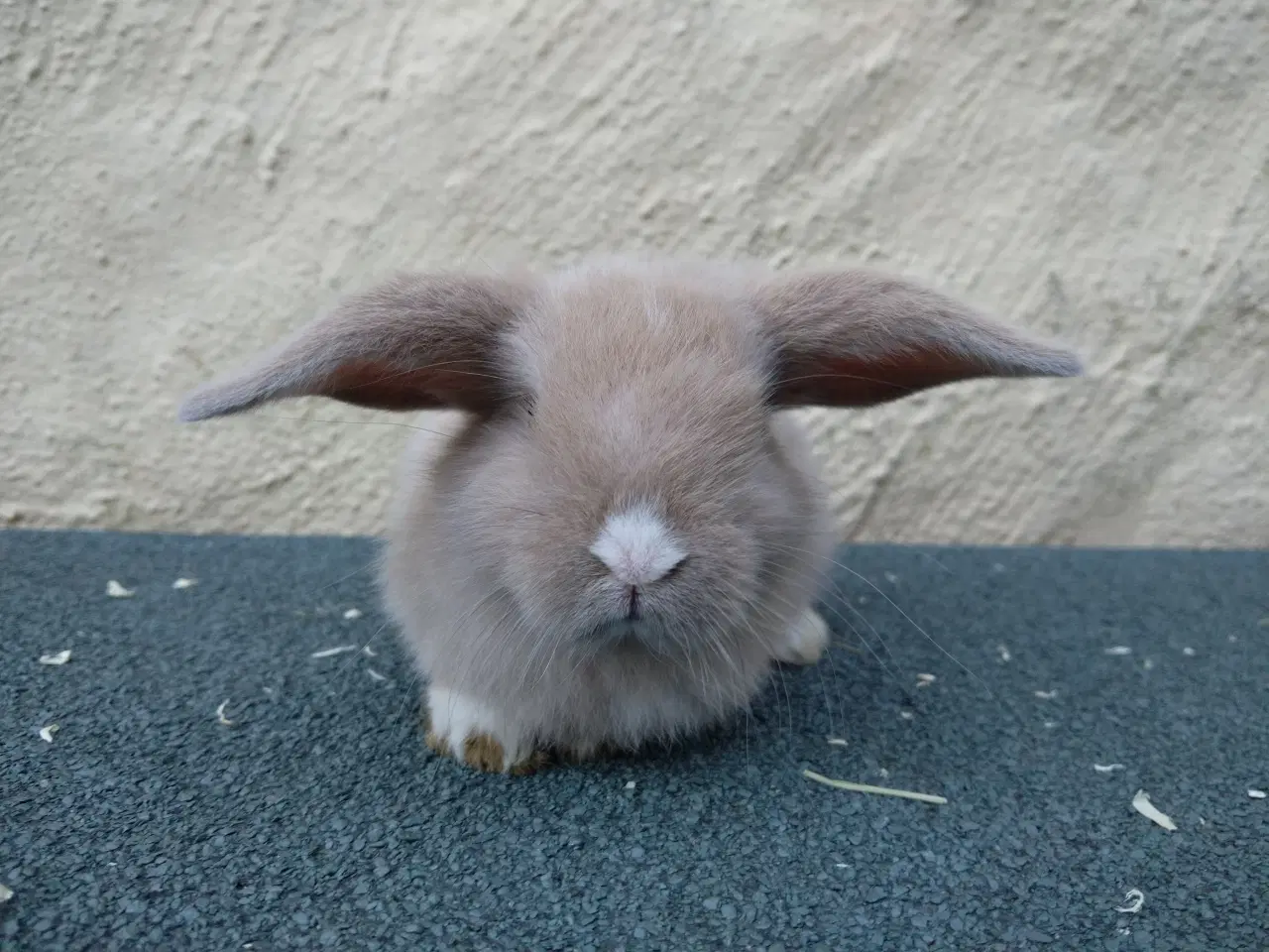 Billede 4 - Mini Lop UK, raceren 