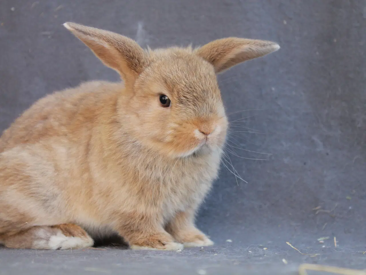Billede 5 - Ægte mini lops drenge