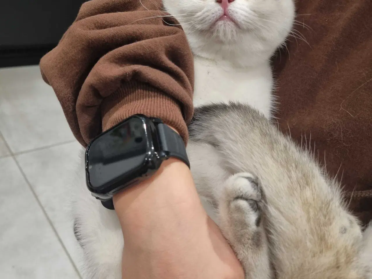 Billede 2 - Sød British shorthair killing