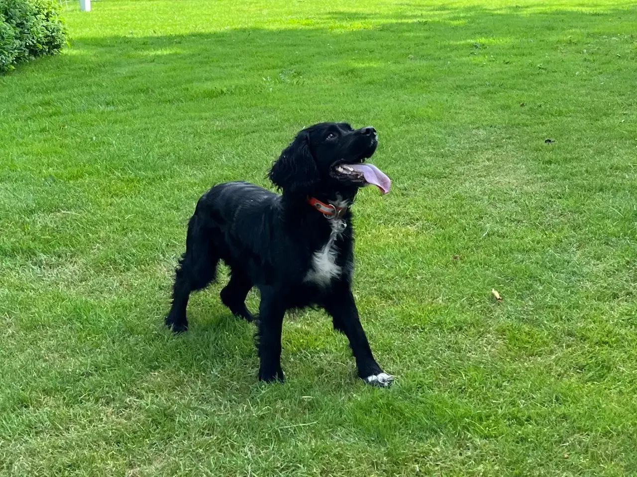 Billede 5 - Cockerspaniel dreng