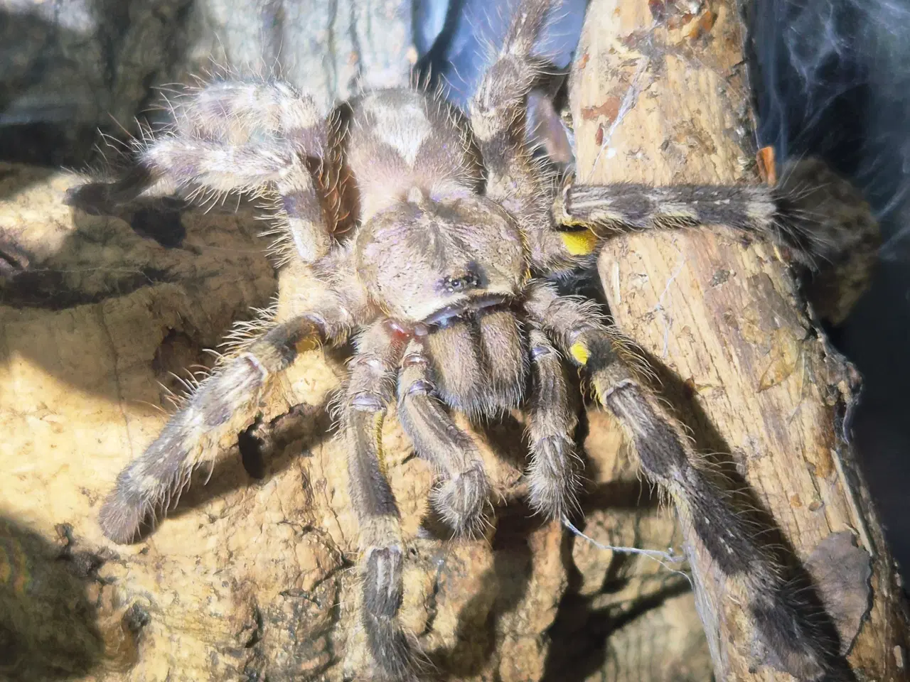 Billede 1 - Fugleedderkop- Poecilotheria regalis 