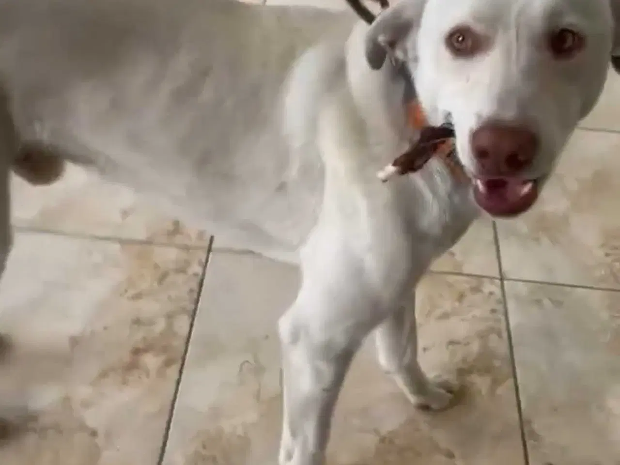 Billede 5 - Snoopy søger sit sidste hjem