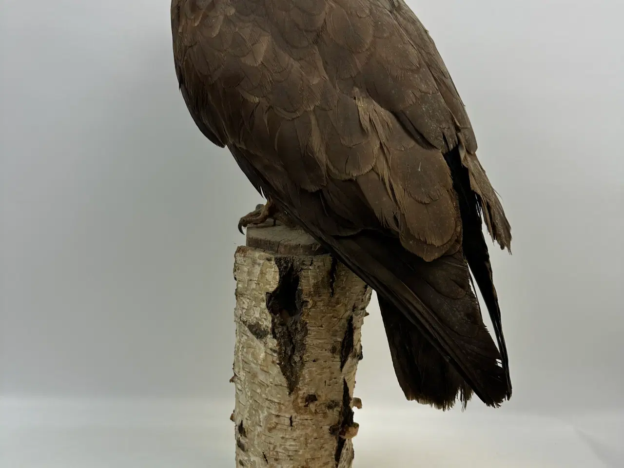 Billede 1 - Udstoppet Musvåge