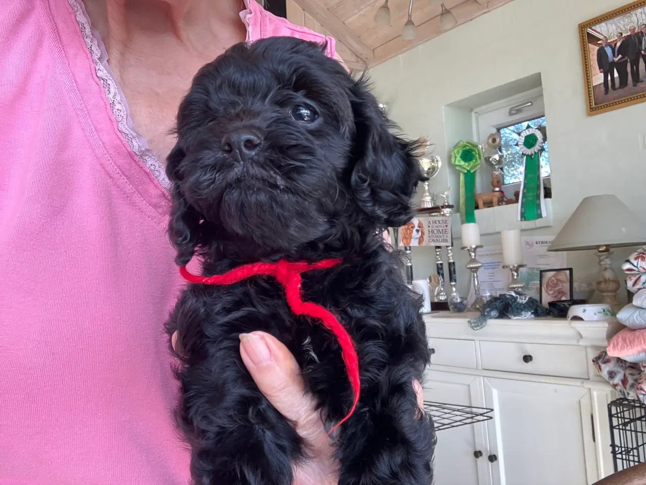 Billede 1 - Cavapoo f1.  