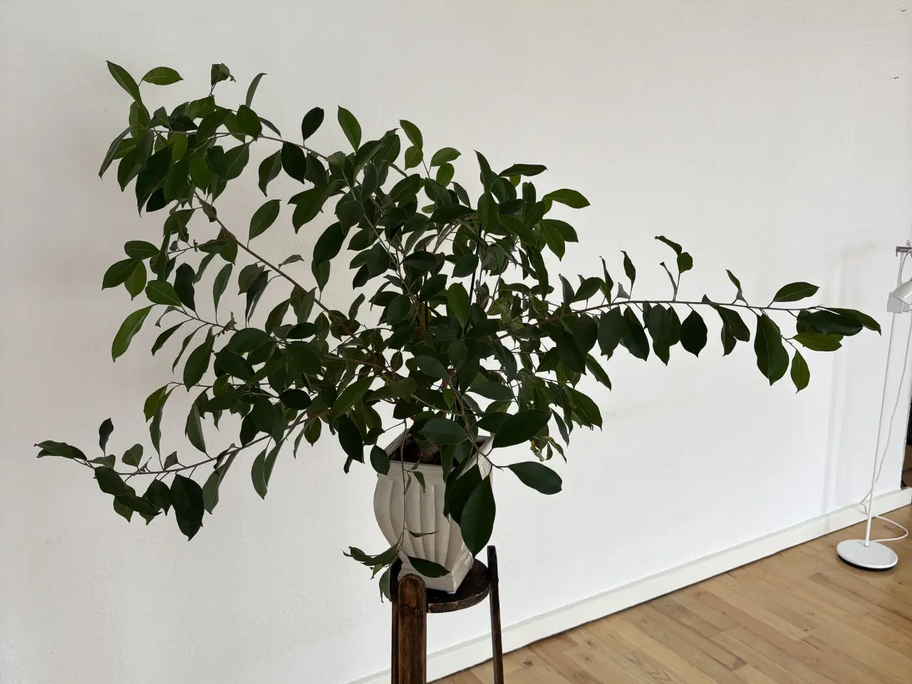 Billede 2 - Stueplante