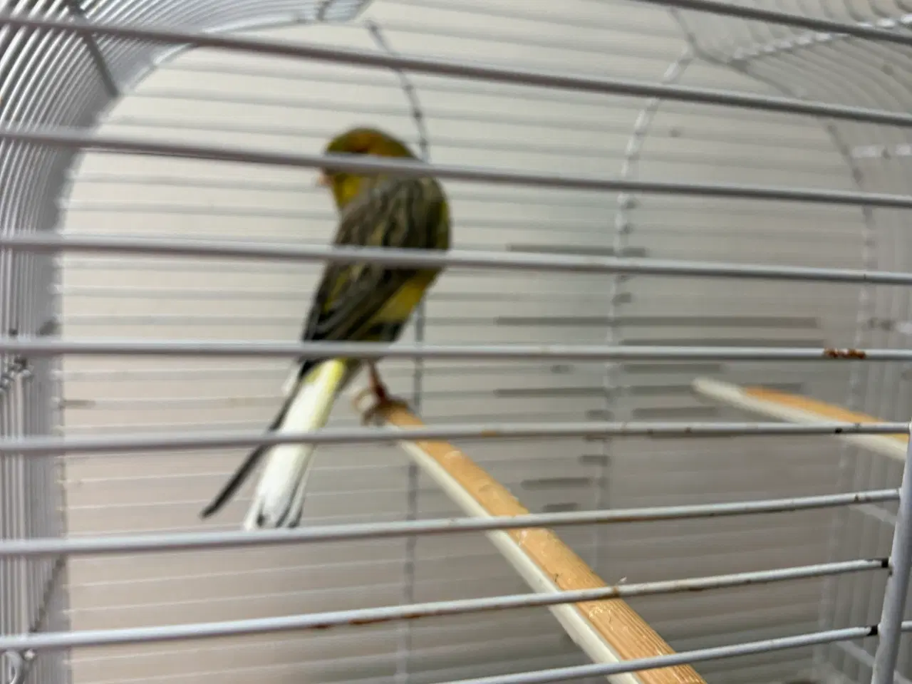 Billede 3 - Han Yorkshire 