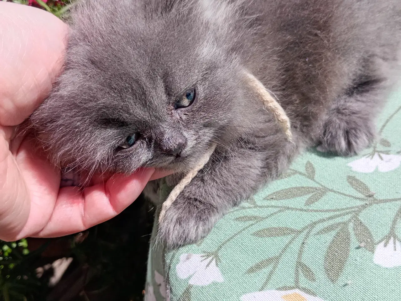 Billede 10 - British Longhair pige