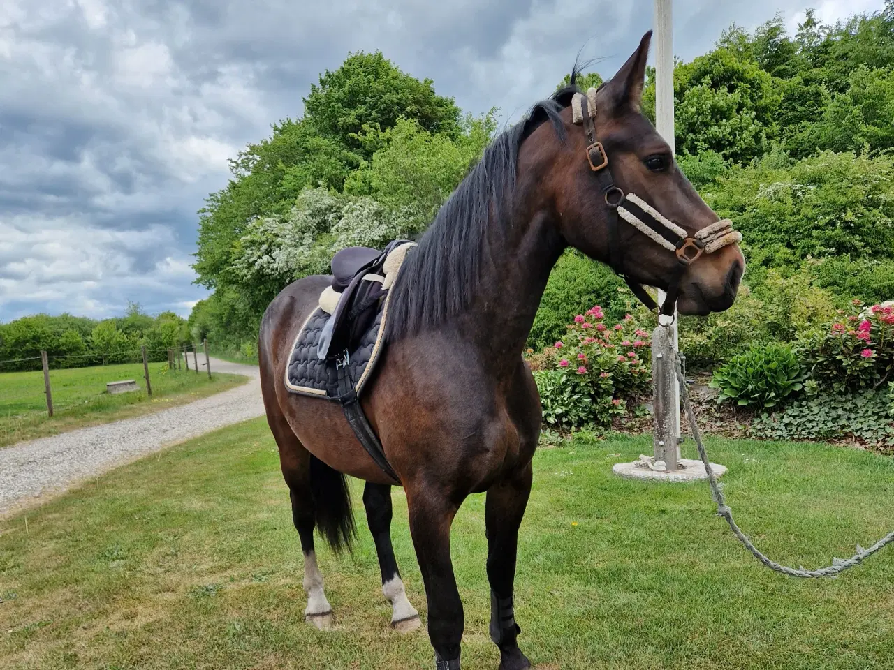 Billede 1 - Oldenborg Hoppe efter Canton Anholm