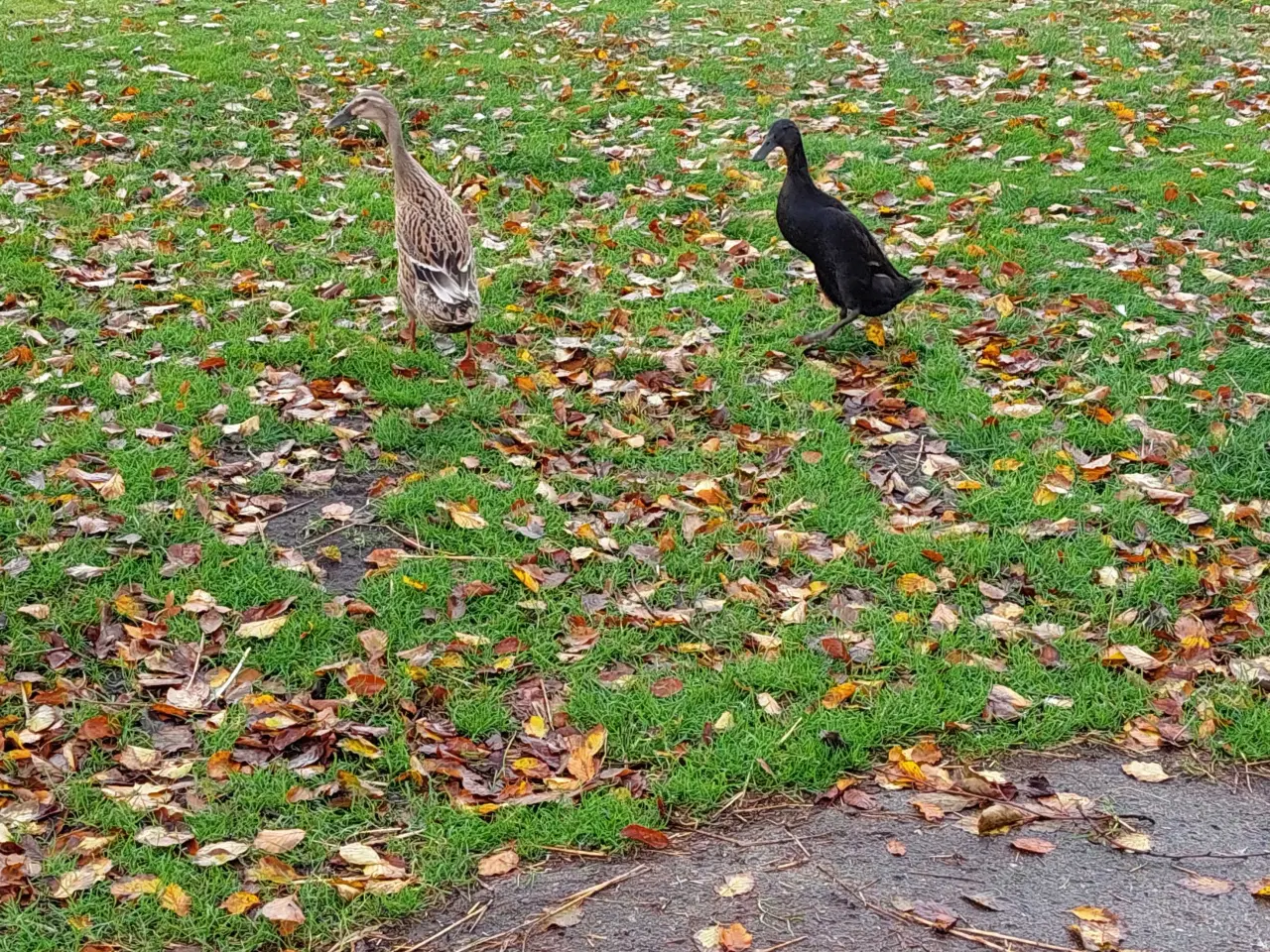 Billede 1 - Løbeænder