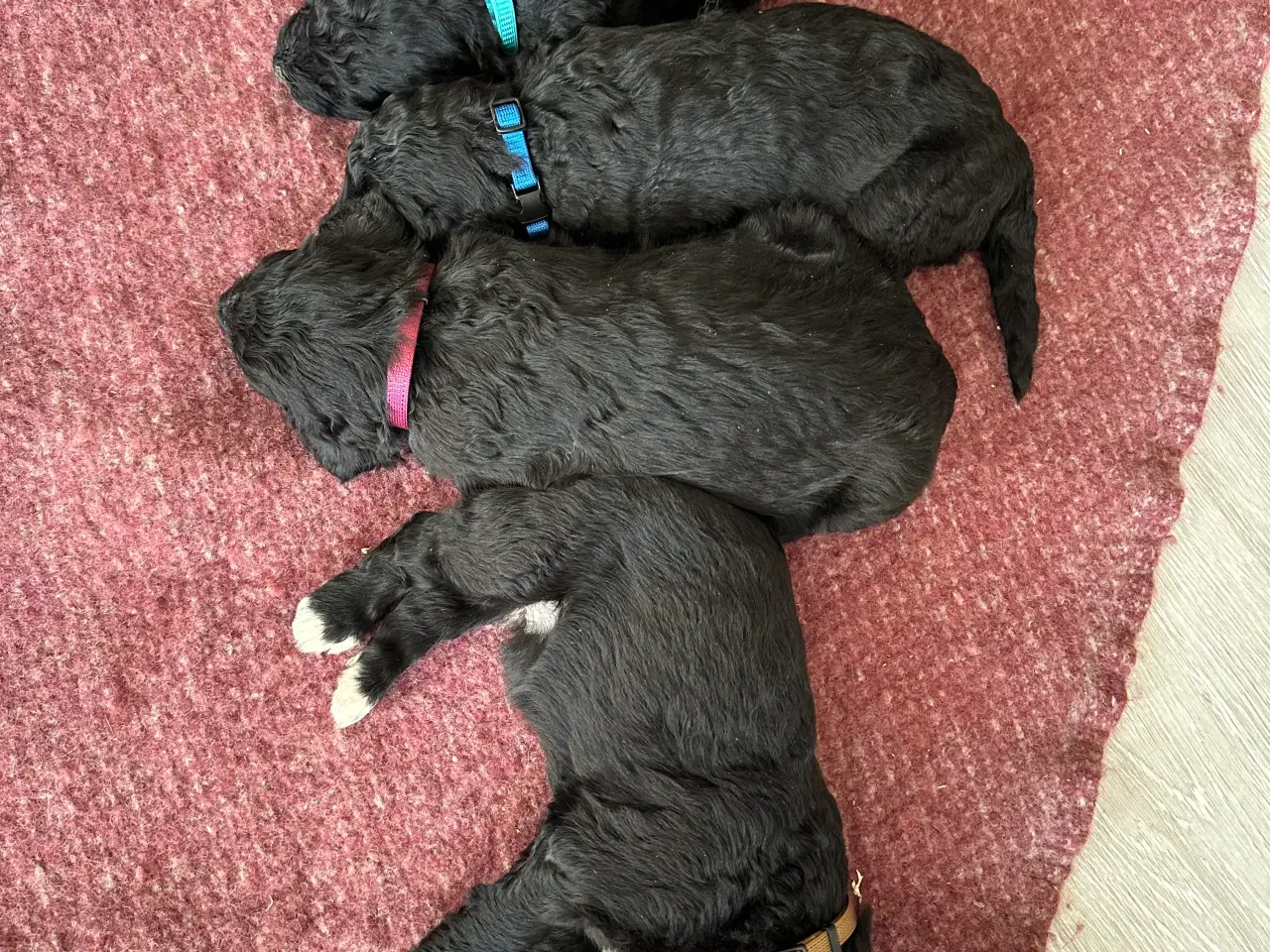 Billede 4 - Bernedoodles hvalpe