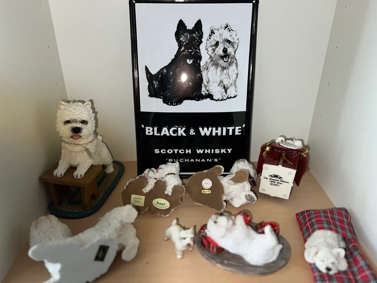 Billede 5 - West highland white terrie div.