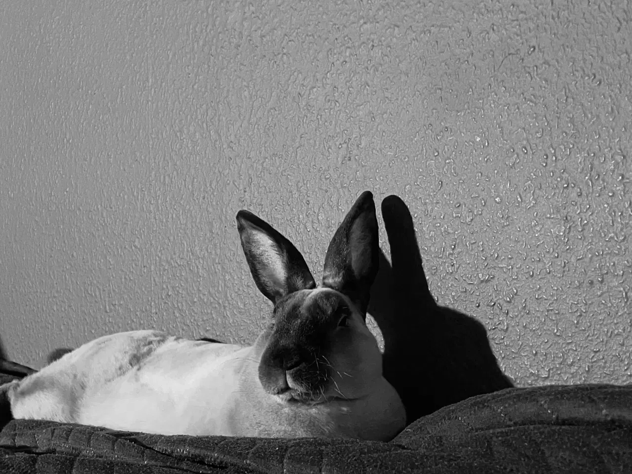 Billede 3 - Stampe søger nyt hjem🐰