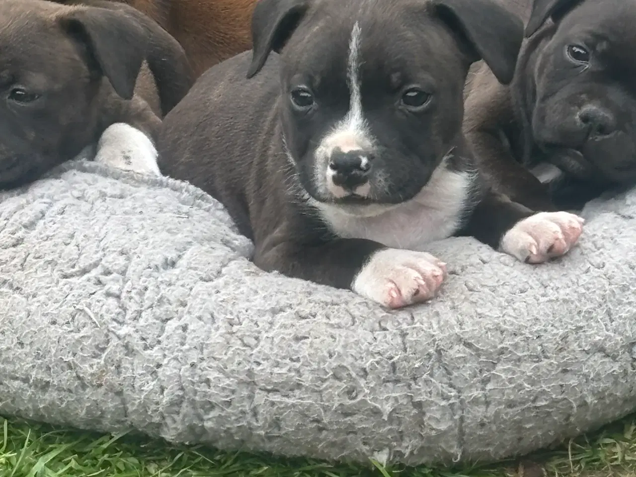 Billede 1 - Staffordshire bullterrier 