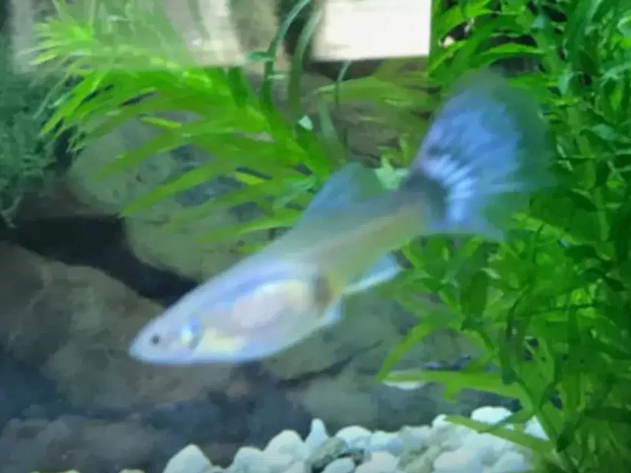 Billede 5 - EGET AVL sunde guppy