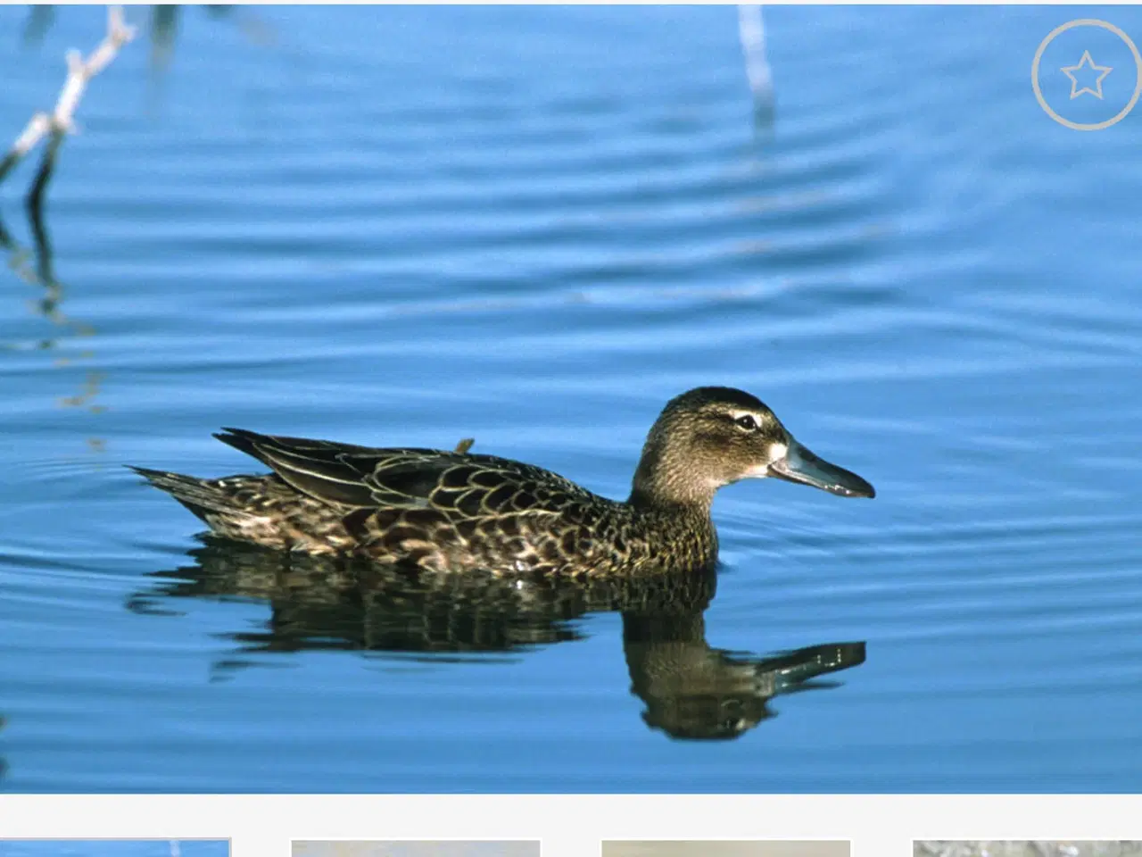 Billede 1 - Kaneland 