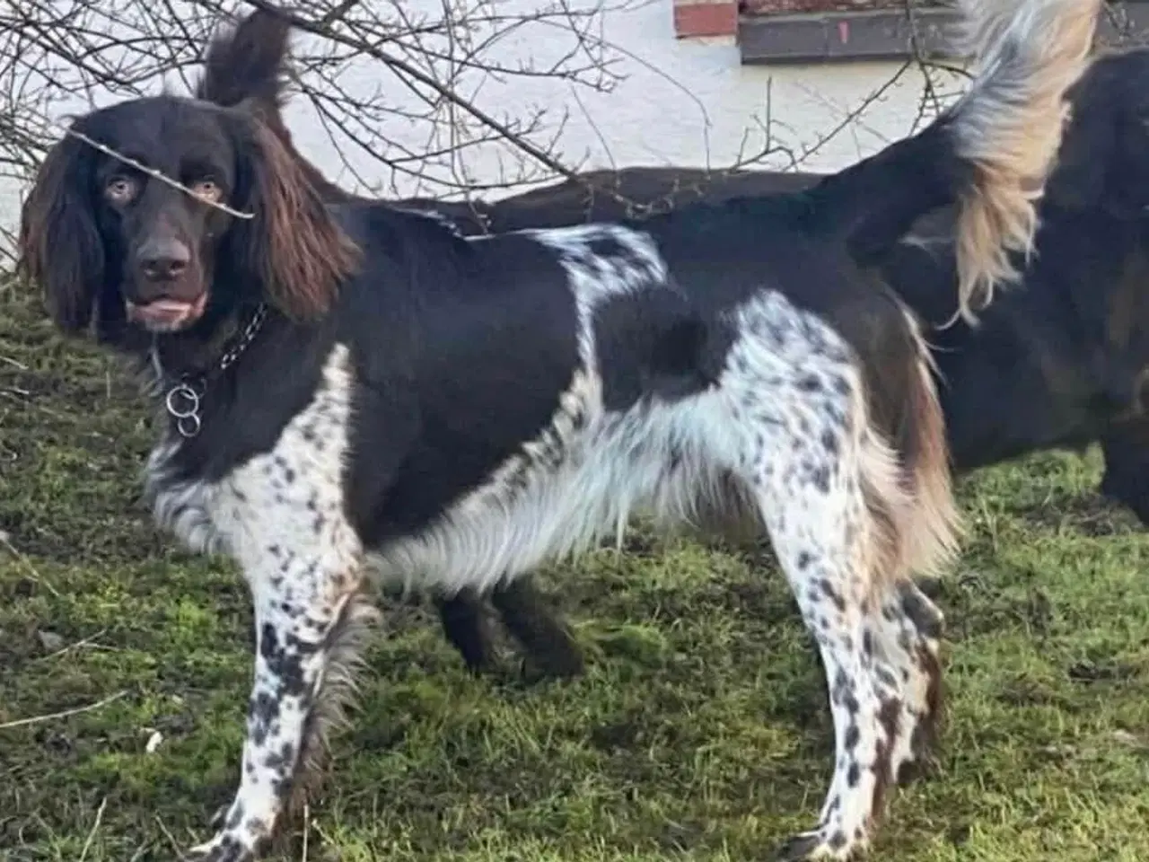 Billede 3 - Hundehvalpe/Tysk Langhåret Hønsehund