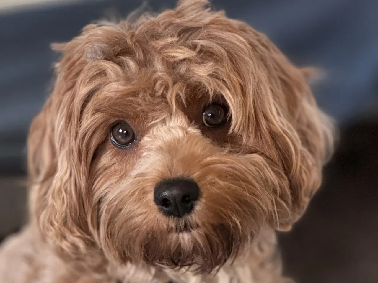 Billede 9 - Cavapoo F1 B