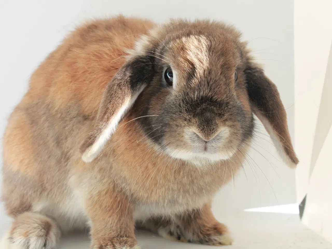 Billede 3 - Dværgvædder/mini lop hunkanin