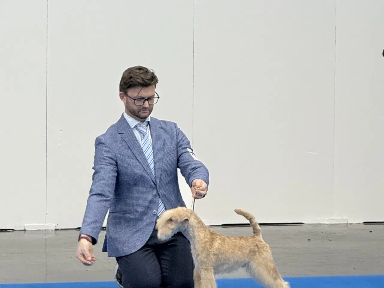 Billede 4 - Lakeland Terrier 