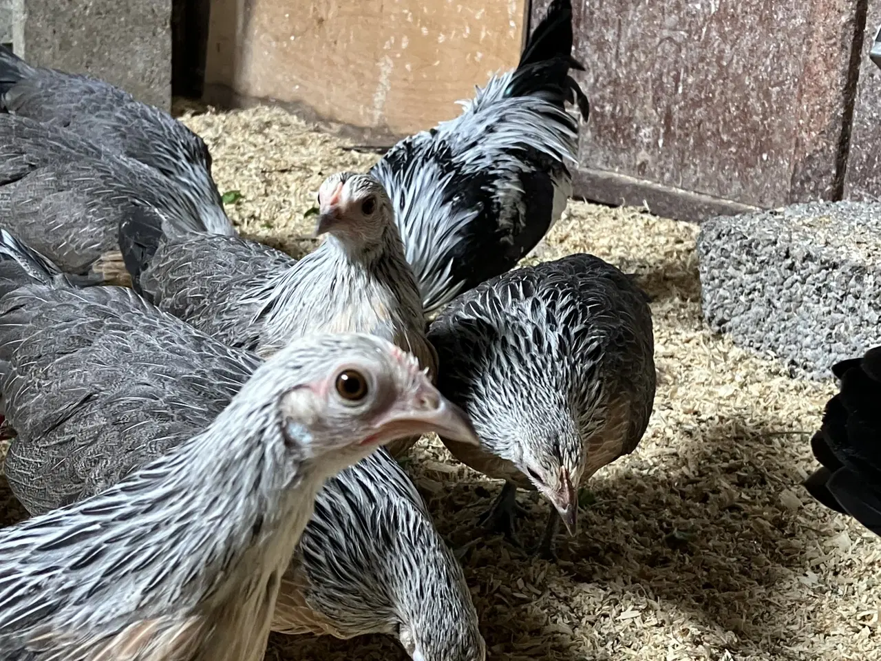 Billede 2 - Sølvhalsede Hollænder 