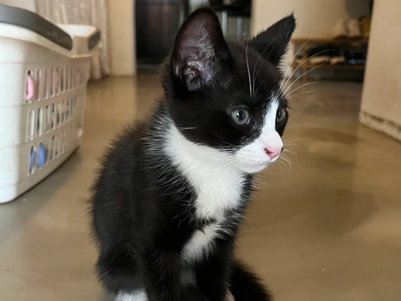 Billede 3 - 2 skønne brødre.