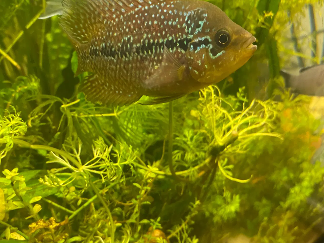 Billede 2 - Stor rød papegøje cichlid og flowerhorn