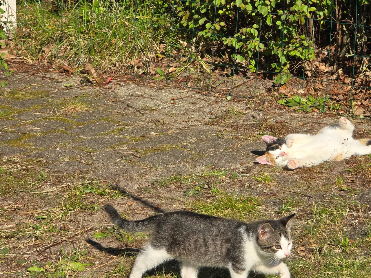 Billede 1 - Sødeste kattekillinger søger nyt hjem