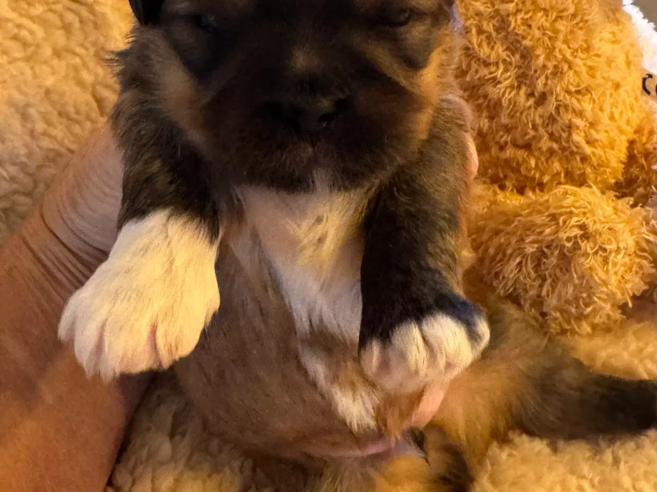 Billede 8 - Lhasa Apso hvalpe med DKK plus