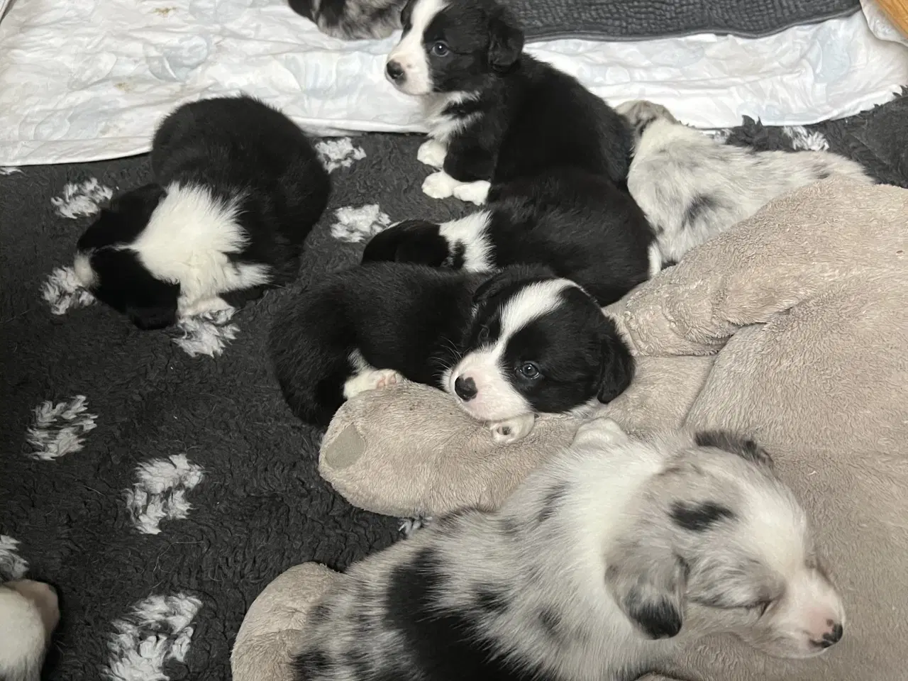 Billede 2 - Welsh Corgi Cardigan Hvalpe