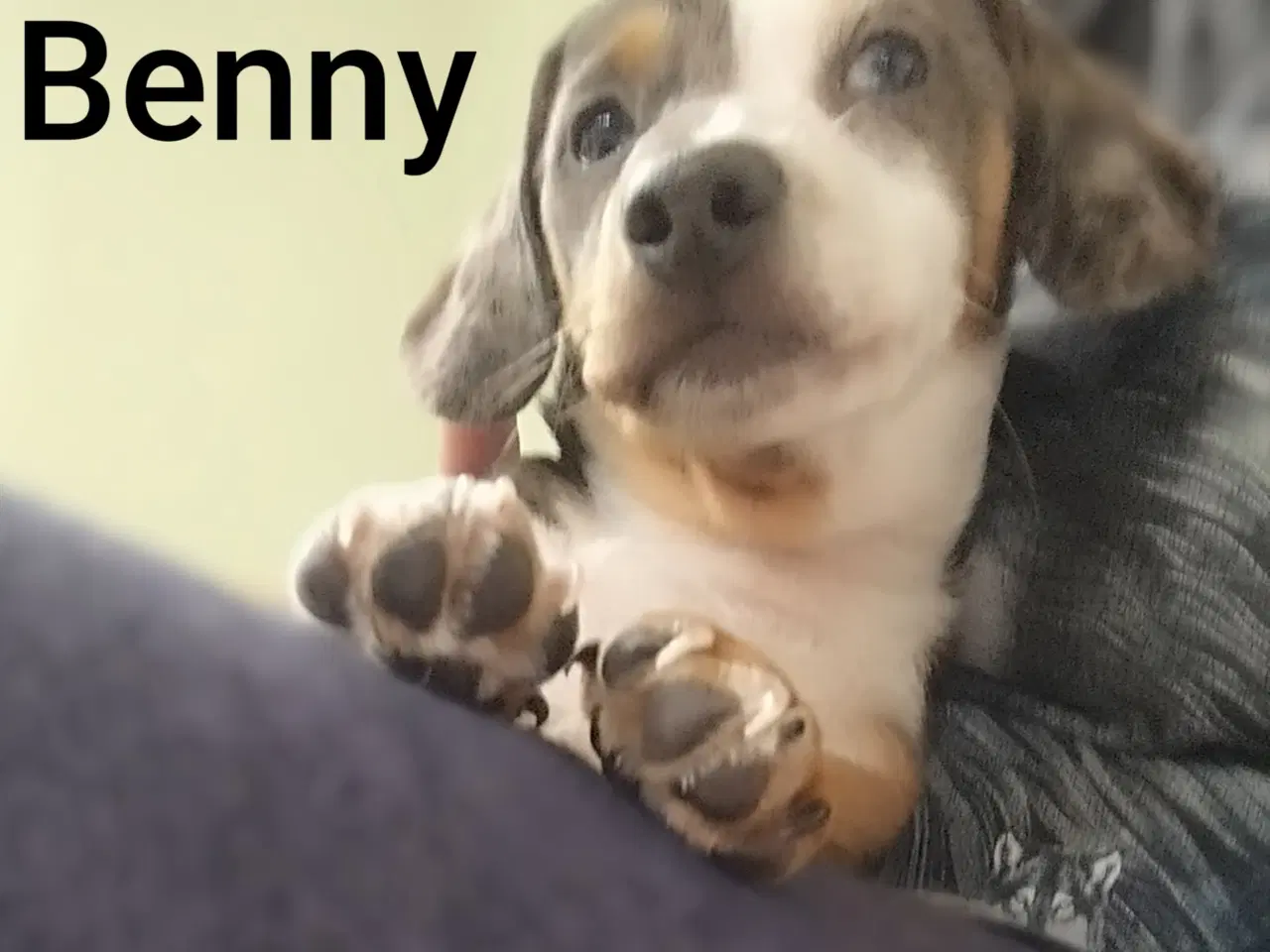 Billede 9 - Danmarks flottes Gravhunde korthåret 