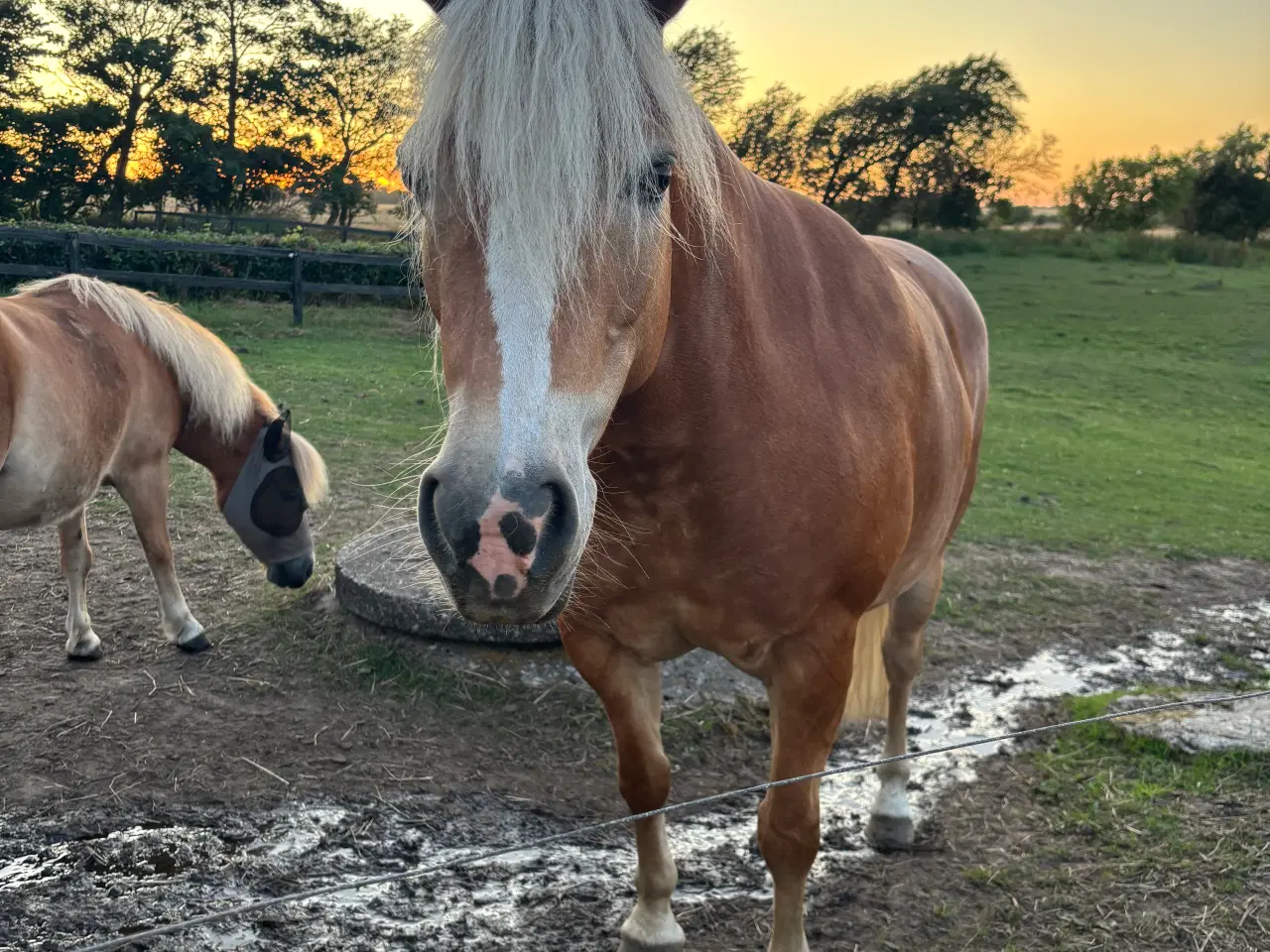 Billede 3 - Haflinger Hoppe 