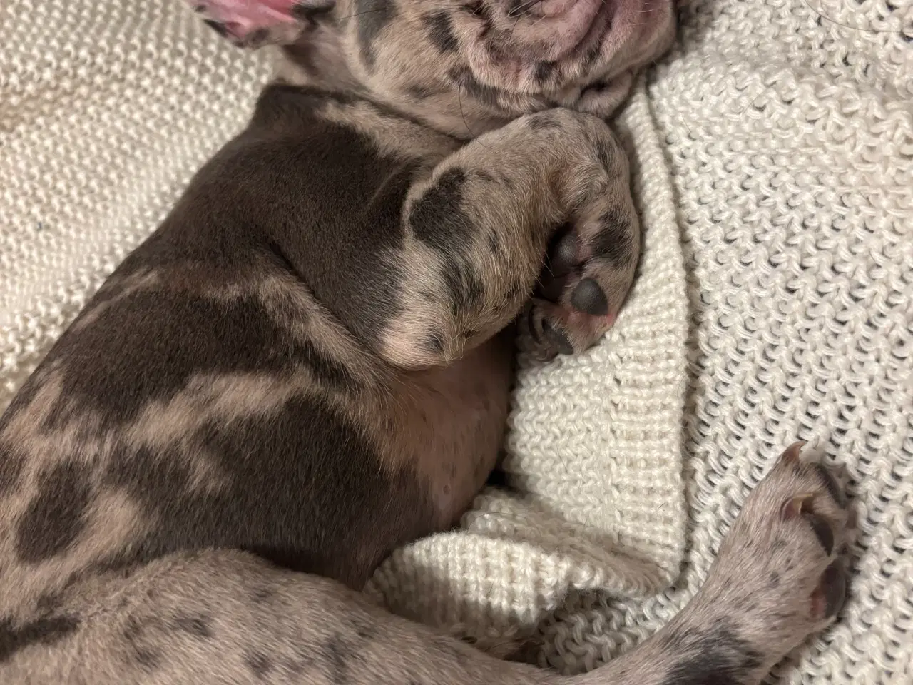 Billede 2 - Fransk bulldog hvalp 